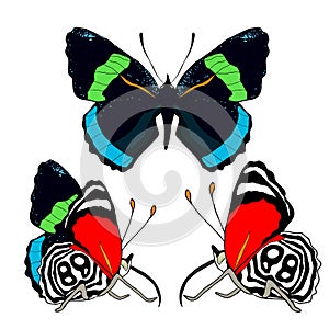 Set Diaethria clymena Butterfly is tropical. vector illustration photo