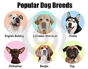 Set of different adorable dogs on background. Most popular breeds