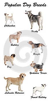 Set of different adorable dogs on background. Most popular breeds