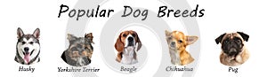 Set of different adorable dogs on background. Most popular breeds. Banner design