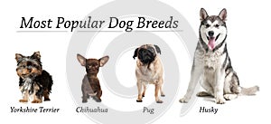 Set of different adorable dogs on background. Most popular breeds. Banner design