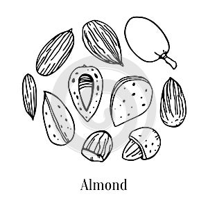 Set of different almonds. Hand drawn outline vector sketch illustration