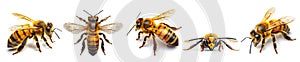 Set of different angle view of honey bees with its wings spread out, isolated on white background