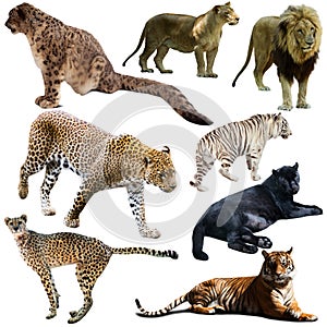 Set of different animals of Felidae family