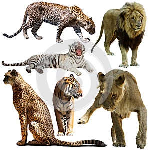 Set of different animals of Felidae family