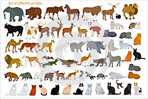 Set of different animals. Wild animals. Domestic cats.