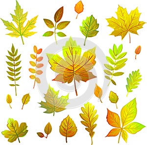 Set of different autumn leaves in warm colors