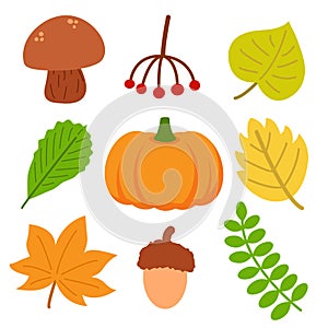 Set of different autumn natural elements. Fall leaves, mushroom, berries, acorn and pumpkin. Vector illustration in