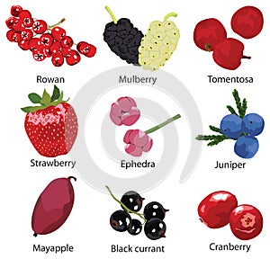 Set of different berries
