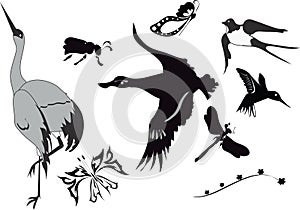 Set of different birds