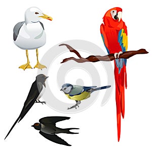 Set of different birds