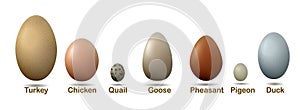 Set of different birds eggs with insctiption, turkey, duck, goose, chicken, pigeon, quail, pheasant eggs,