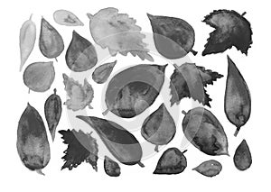 A set of different black and gray leaves on a white background. Gradient.
