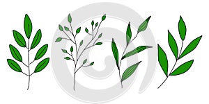 Set of different branches with leaves, doodle style vector