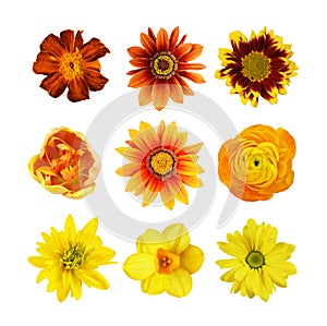 Set of different brown, orange and yellow flowers isolated on white background