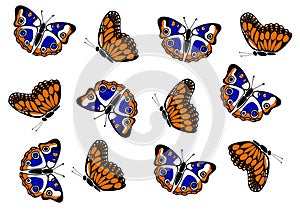 Set of different butterflies on a white background. Black outline, blue and orange fill.