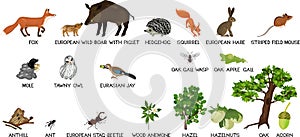 Set of different cartoon animals mammals, birds, insects and plants living in grove and forest