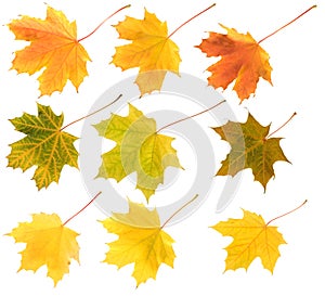 Set of different colours maple leaves isolated