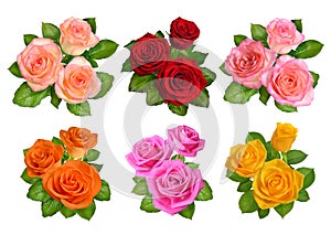 Set of different colours roses isolated on white background.