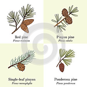 Set of different conifers branches with cones photo