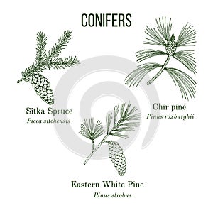 Set of different conifiers branches with cones