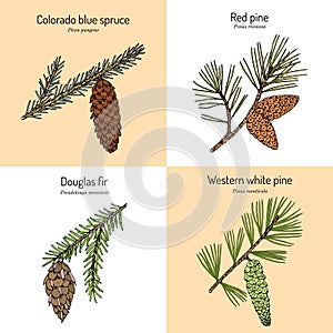 Set of different conifiers branches with cones