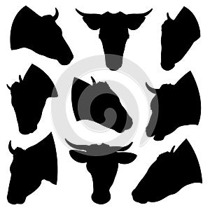 Set of different cow heads