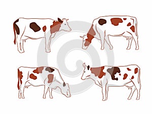A set of different cows. Spotted cows graze. Vector graphics for packaging