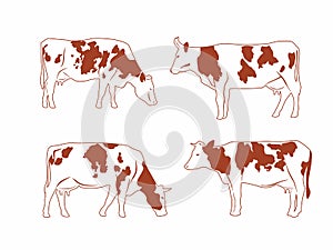 A set of different cows. Spotted cows graze. Vector monochrome graphics for packaging