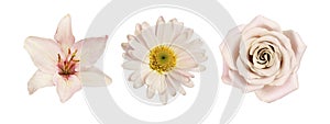 Set of different cream flowers (lily rose chrysanthemum) isolated on white background. Top view