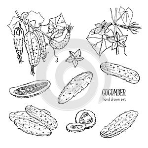Set of different cucumber, on branch, flowering. Cuke slices, cut along, top view, from side. Contour vector hand drawn
