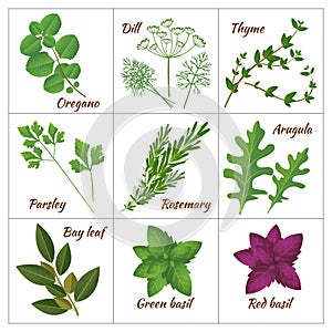 Set of different culinary herbs or medicinal, curative aromatic herbs and spices