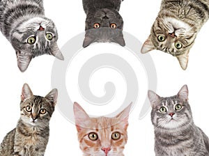 Set with different cute cats on background. Adorable pets