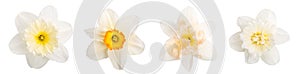 Set of different daffodil flowers isolated on white background. Element for your design, mockup