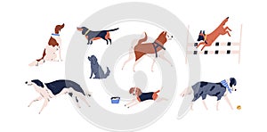 Set of different dog vector flat illustration. Collection of various doggy playing, walking, sitting and performing