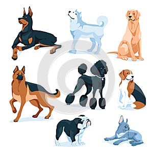 set of different dogs. Breeding of pets, adoption, sale