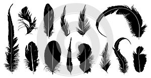 Set of different feathers