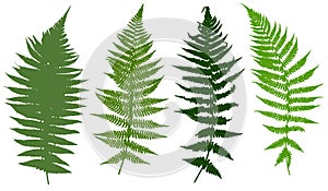Set of different ferns