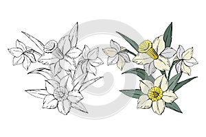 Set of different flowers bouquet white narcissus, colored and monochrome, isolated on white background, vector