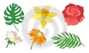 Set of different flowers and leaves. Vector illustration on a white background.