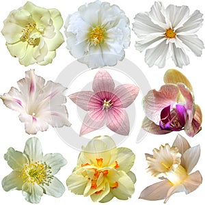 Set of different flowers over white background