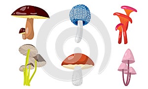 Set of different forest mushrooms and toadstools. Vector illustration in flat cartoon style