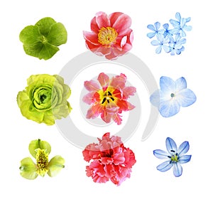 Set of different green, blue and red flowers isolated on white. Top view