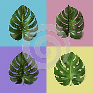Set of different green monstera leaves isolated on colorful background. 3d vector illustration. Realistic tropical leaf