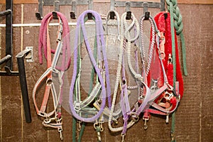 A set of different halters for horses hang on hooks, on a wall of a stall in a stable