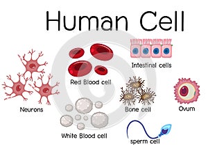 Set of different human cell