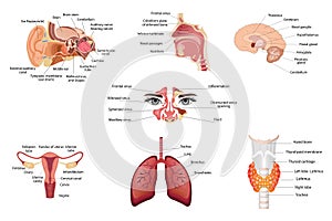 Set of different human thyroid organs