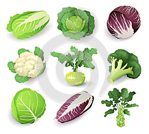 Set with different kinds of cabbage, isolated on white background. Cruciferous vegetables cartoon vector illustration