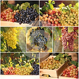 Set with different kinds of grapes growing in vineyard