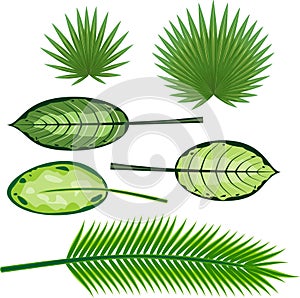 Set of different large green leaves of tropical plants